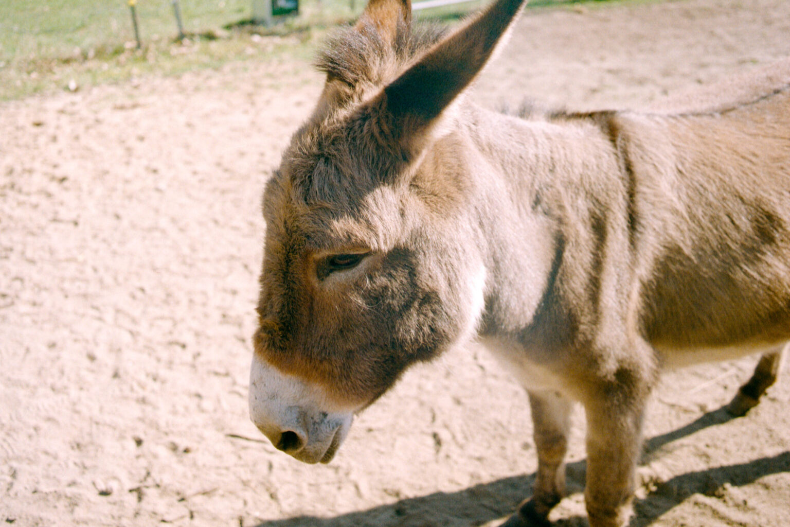 2025-03-1049-Contax137MA-LüneburgerHeide_Leipzig_Esel-Gold200-0025