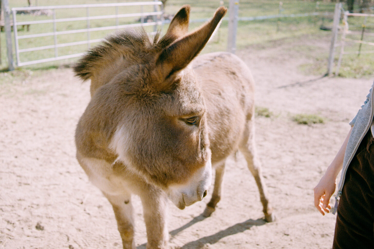 2025-03-1049-Contax137MA-LüneburgerHeide_Leipzig_Esel-Gold200-0026