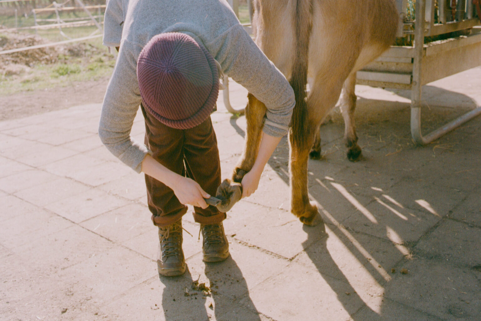 2025-03-1049-Contax137MA-LüneburgerHeide_Leipzig_Esel-Gold200-0028
