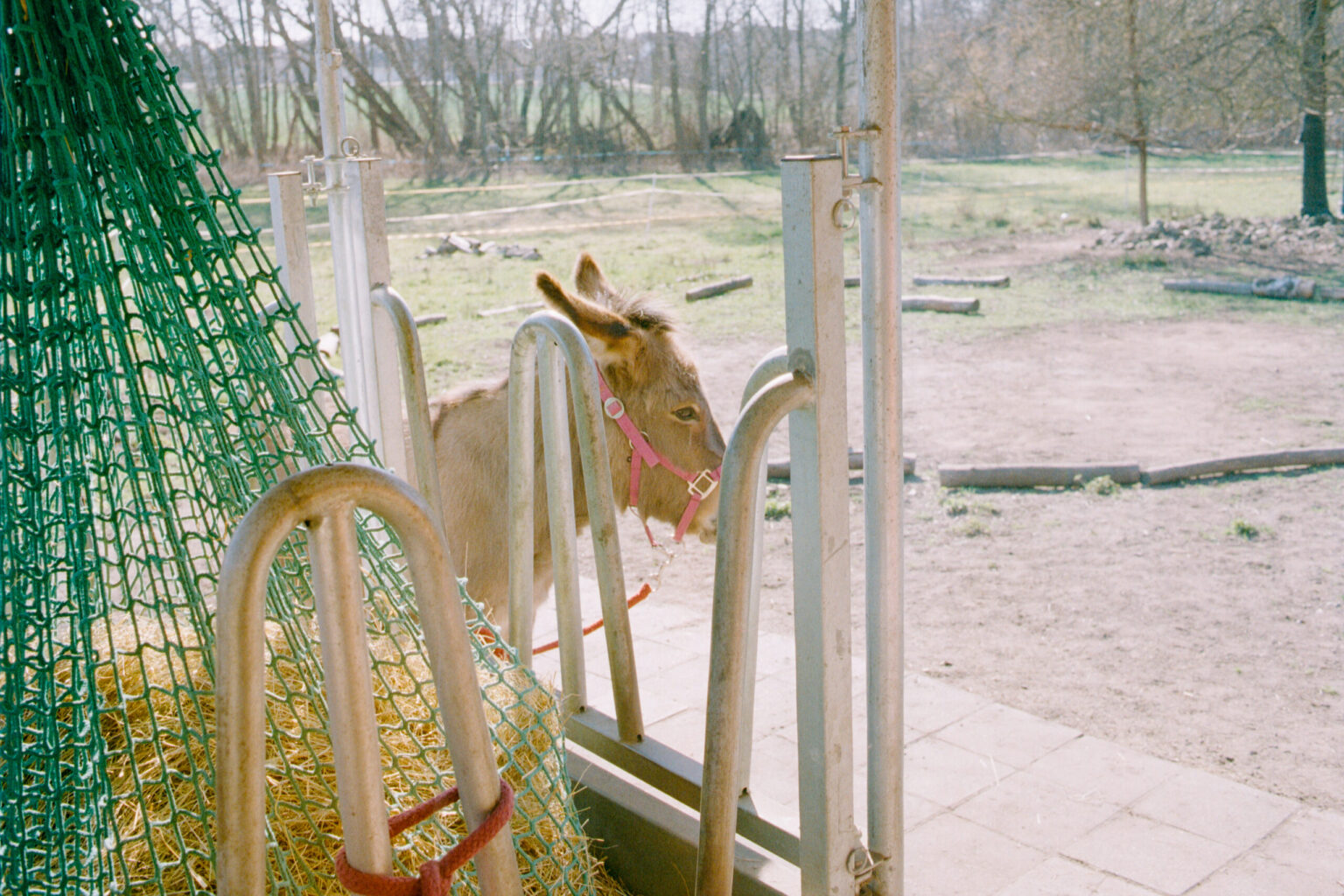 2025-03-1049-Contax137MA-LüneburgerHeide_Leipzig_Esel-Gold200-0029