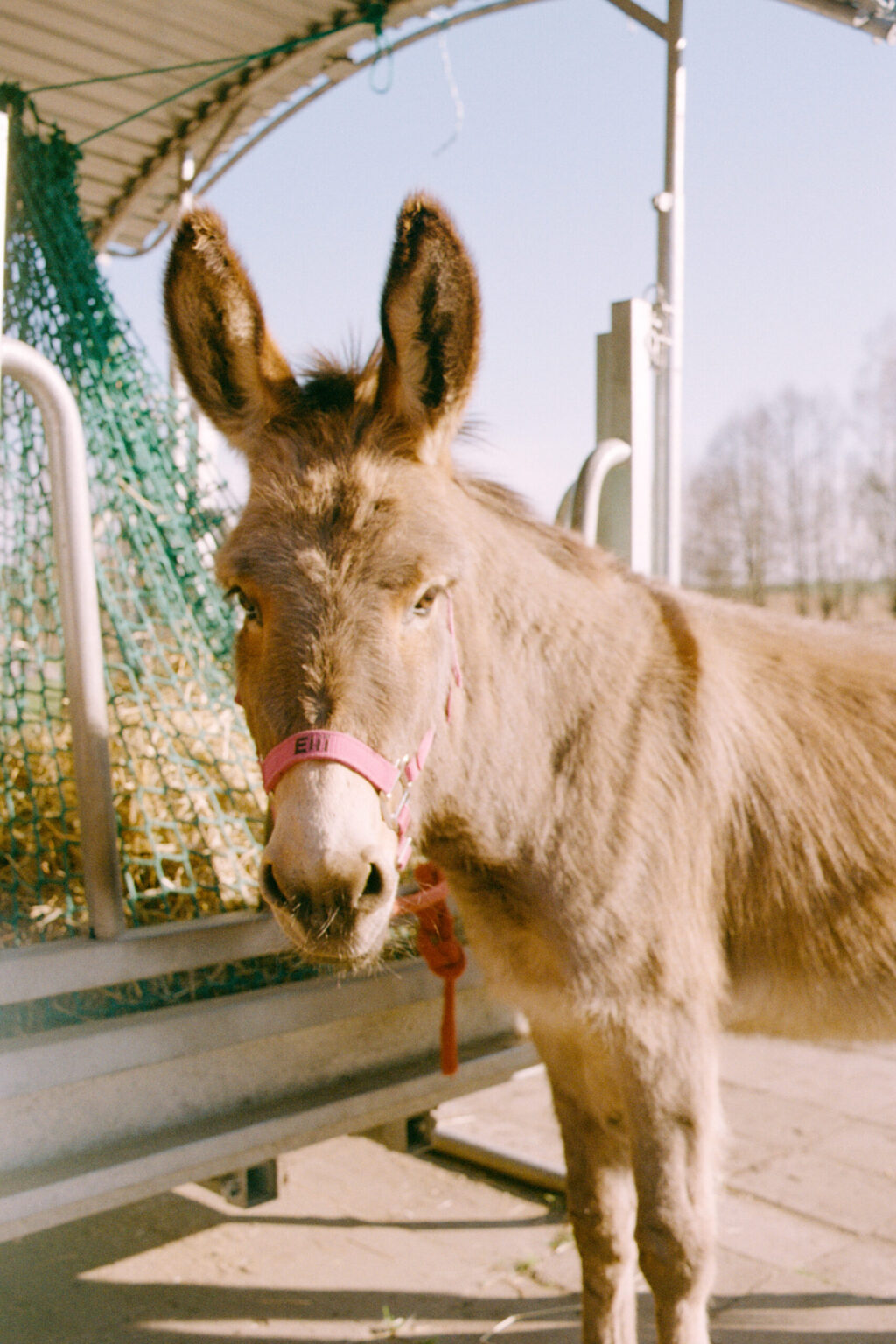 2025-03-1049-Contax137MA-LüneburgerHeide_Leipzig_Esel-Gold200-0034