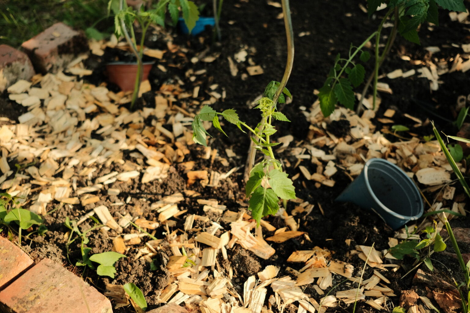 20250618_0040_2025_06_FUJI-XE3-dump