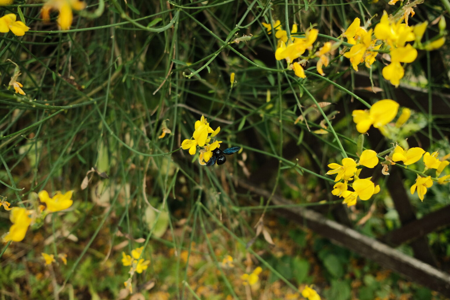 20250618_0066_2025_06_FUJI-XE3-dump